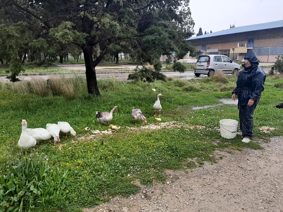 ΟΙ ΧΗΝΕΣ ΤΟΥ ΚΟΥΤΑΒΟΥ