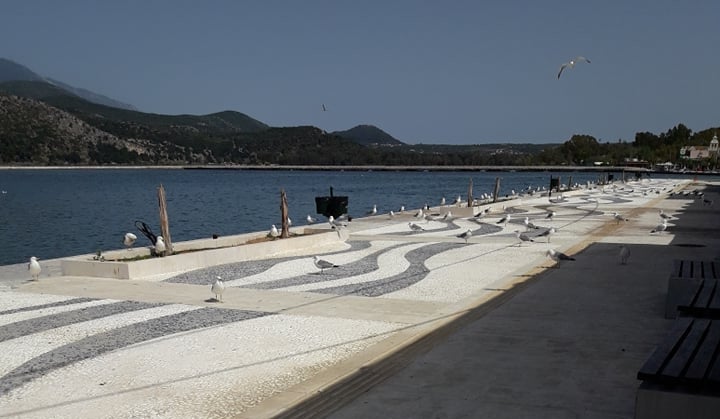 Δήμος Αργοστολίου: Θα κινηθεί νομικά για τις ..«καρατομήσεις» των κοκοφοινίκων στη Λαχαναγορά