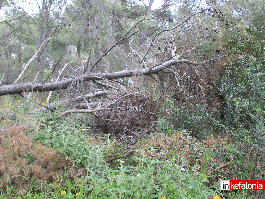 kommena dentra033