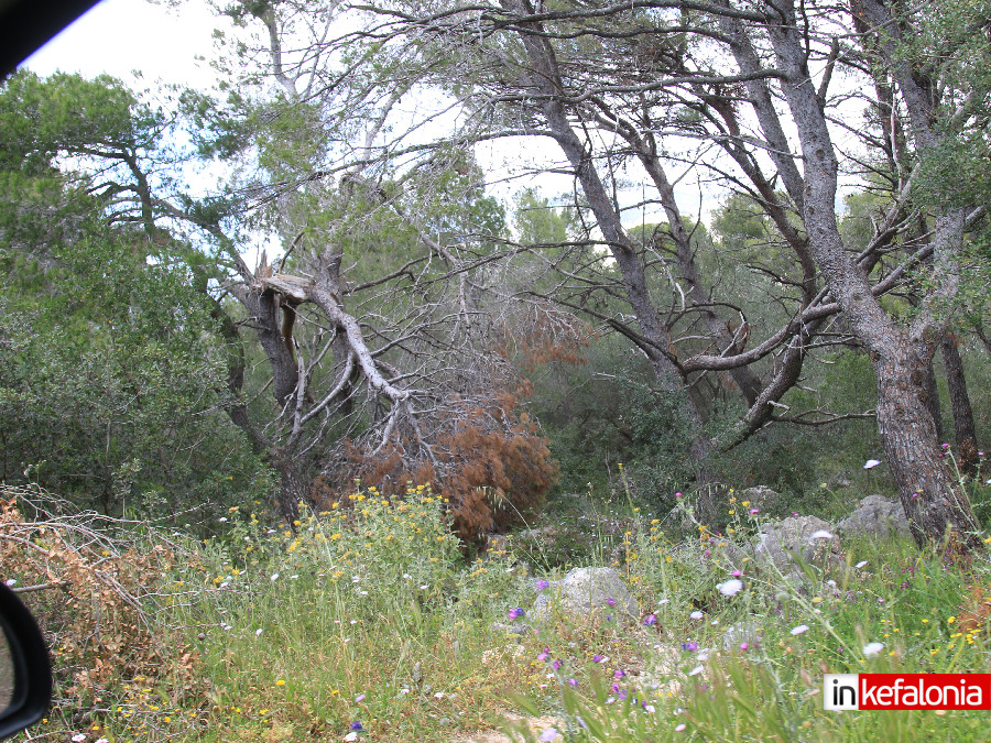 kommena dentra035