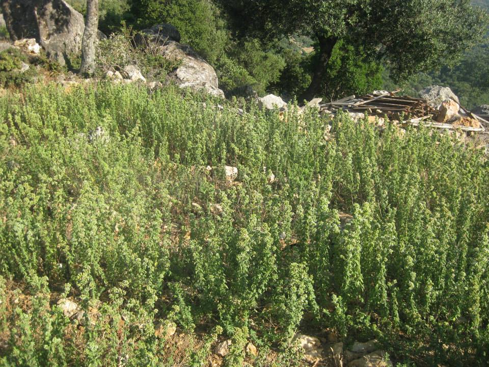 ΚΚΕ Κεφαλονιάς: Αποζημίωση των πληγέντων από χαλάζι παραγωγών της Κεφαλονιάς