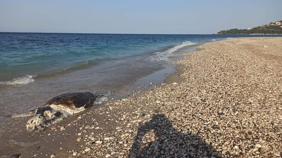 Νεκρή θαλάσσια χελώνα στην παραλία Αράγια του Πόρου Κεφαλονιάς [εικόνες]