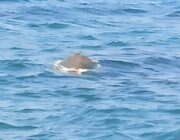 Νεκρή θαλάσσια χελώνα στην παραλία Αράγια του Πόρου Κεφαλονιάς!