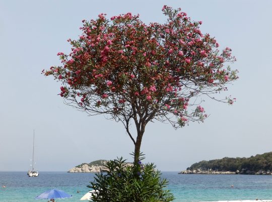8 ημέρες στην Κεφαλονιά, Kefalonia Greek island, Ionio, καλοκαίρι, διακοπές, Ιόνιο πέλαγος, 7νησα, nikosonline.gr