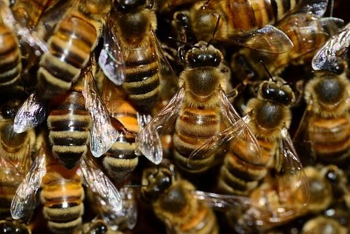 Νότης Μαυρουδής: Υμενόπτερα – Η Μέλισσα