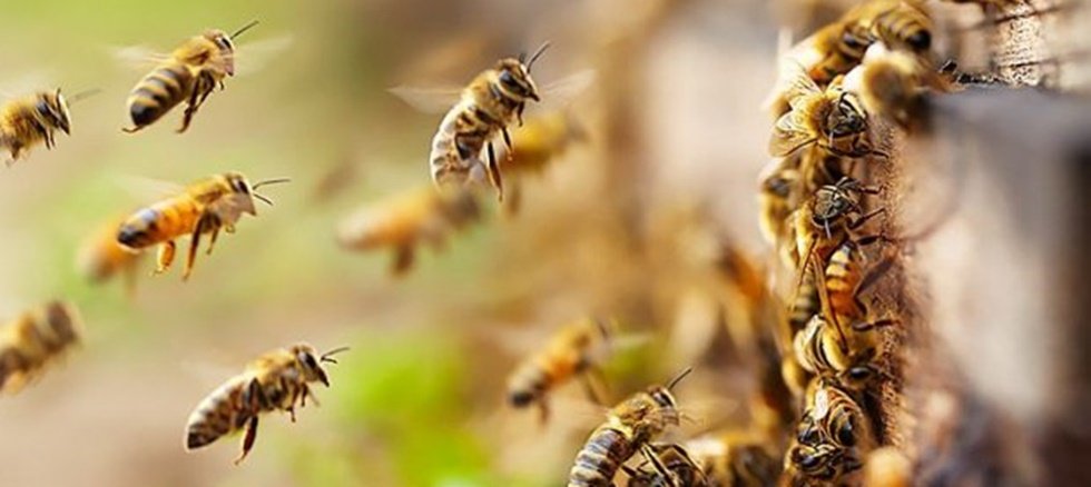 Kαθιερώνεται Εθνικό Ηλεκτρονικό Μελισσοκομικό Μητρώο για τους ενεργούς μελισσοκόμους