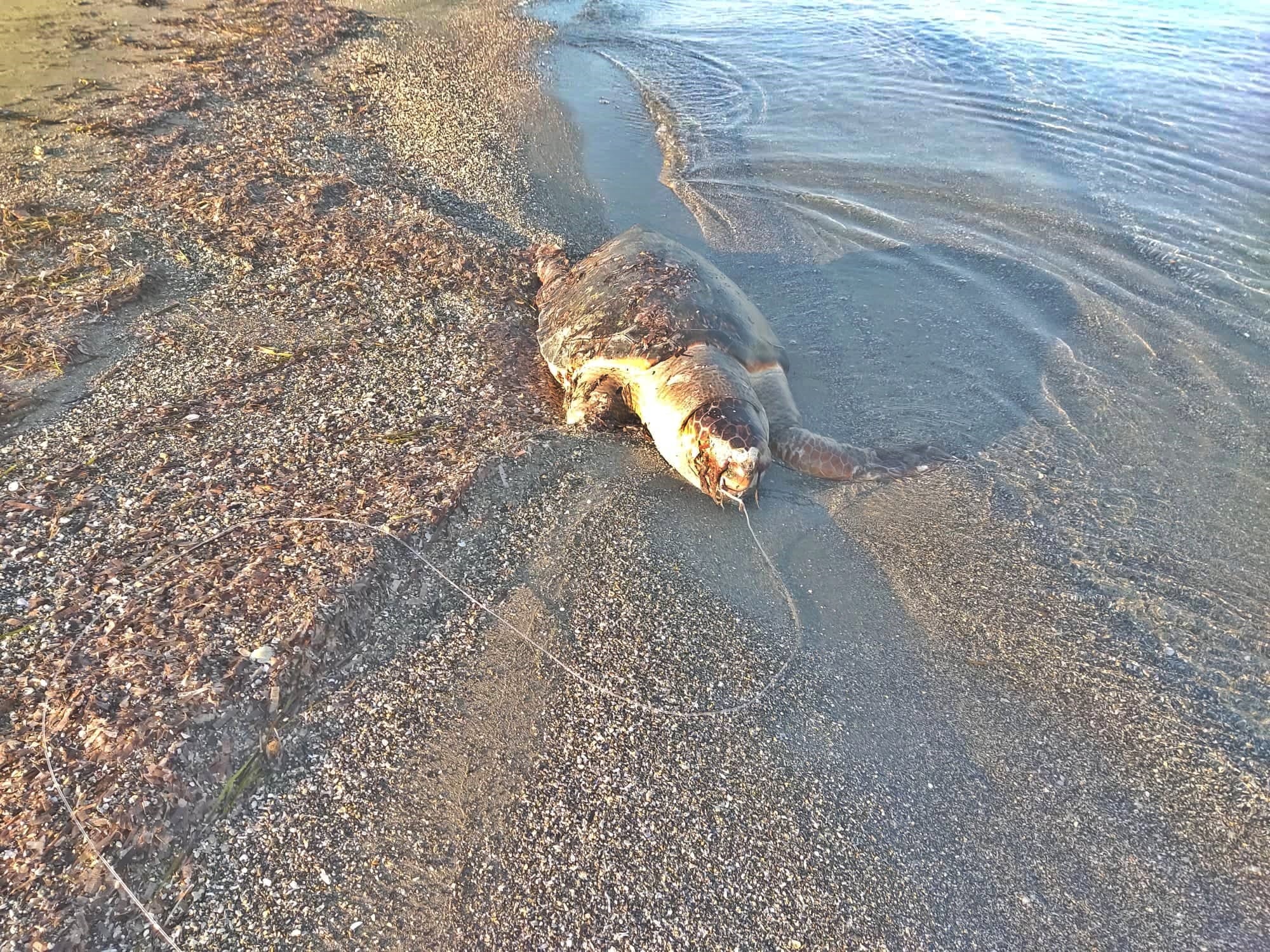 Κέρκυρα: Νεκρή χελώνα από αγκίστρι [εικόνες]