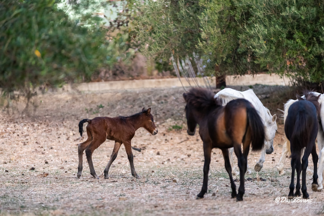 Γεννήθηκε πουλαράκι από τα άγρια άλογα του Αίνου – Δείτε εικόνες