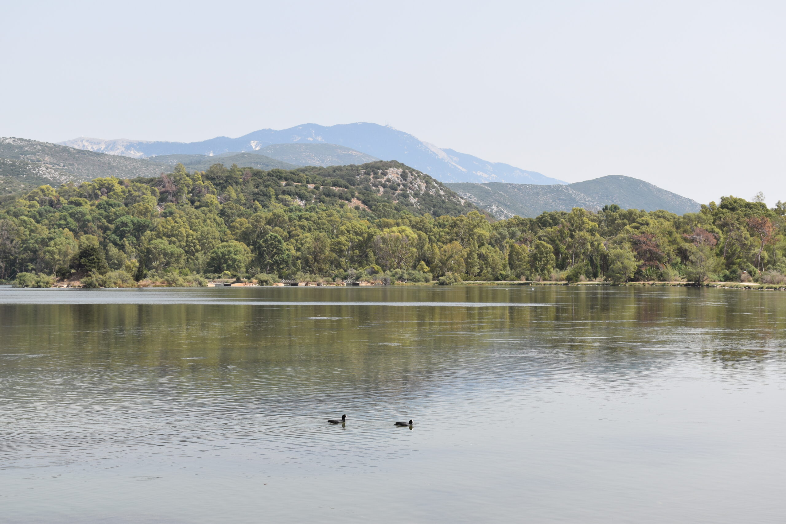 Μπήκαν τα γίδια στον … Κούταβο [βίντεο]