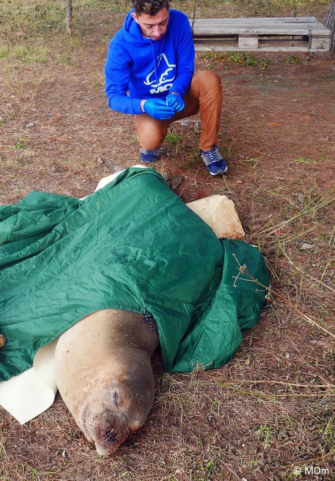 Σε εξέλιξη βρίσκεται περίθαλψη Μεσογειακής φώκιας στην Κεφαλονιά [εικόνες]