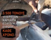 Απαγόρευση του εμπορίου πτερύγιων καρχαρία στην ΕΕ: δέκα ημέρες έμειναν για την υπογραφή σας