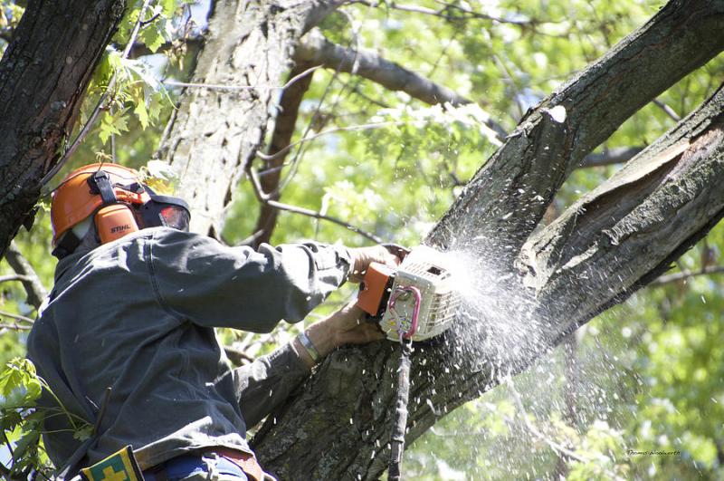 Καταγγελία για το κλάδεμα δέντρων στο Ληξούρι
