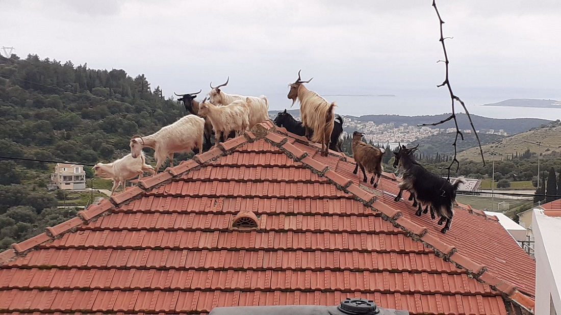 Τι θα γίνει, επιτέλους, με τα …αδέσποτα γίδια;