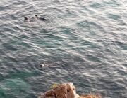 Άγρια θαλάσσια ζωή – Μεσογειακή Φώκια (“Monachus Monachus”)