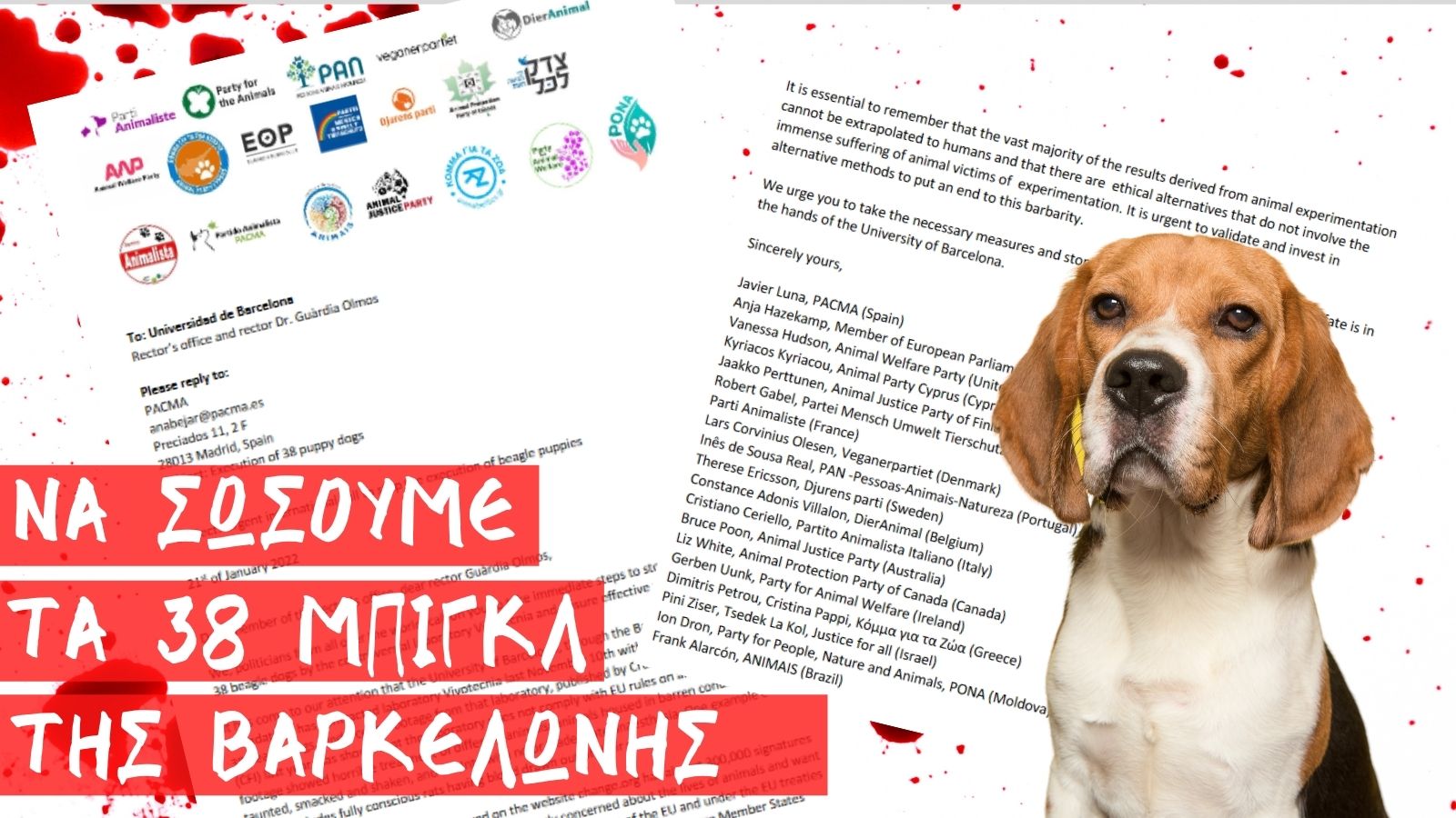Κόμμα για τα Ζώα: Το Πανεπιστήμιο της Βαρκελώνης σκοπεύει να εκτελέσει 38 σκυλιά Μπιγκλ…….