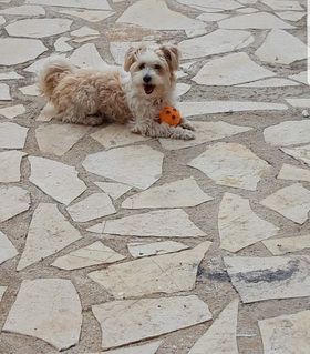 Χάθηκε σκυλάκι στην περιοχή των Φαρσών