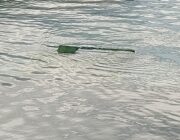 Πολλά τα παράπονα από το Ληξούρι με τους κάδους…