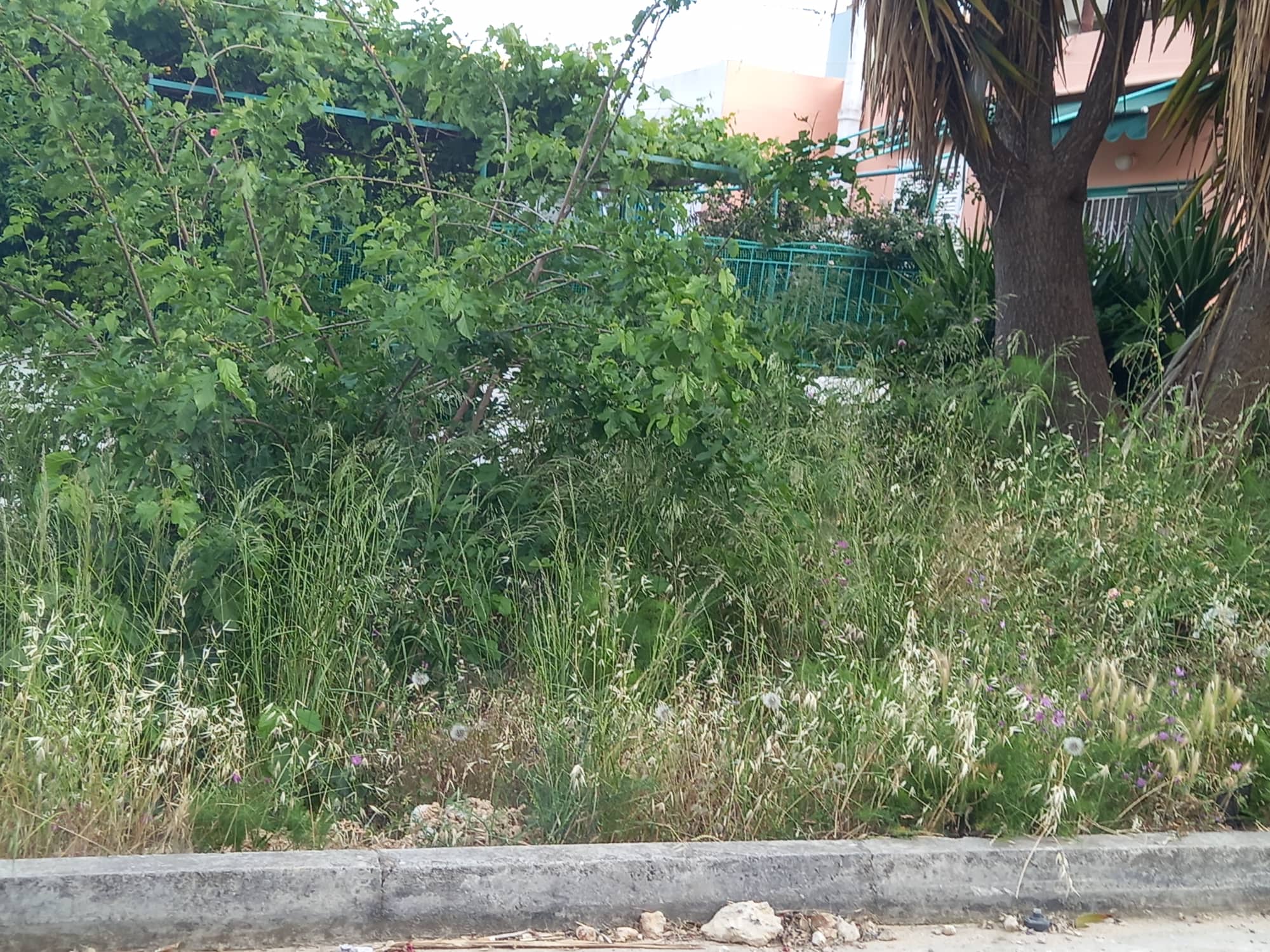 Εφημερίδα Ημερήσιος: Μετά τη γκετοποίηση και η …ζούγκλα καλά κρατεί στο Αργοστόλι!