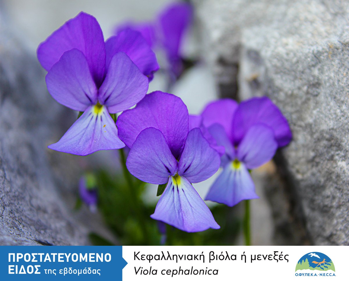 Η Κεφαλληνιακή Βιόλα ή Μενεξές -Το πιο σπάνιο φυτό της Κεφαλονιάς, φυτρώνει στις κορυφές του Αίνου
