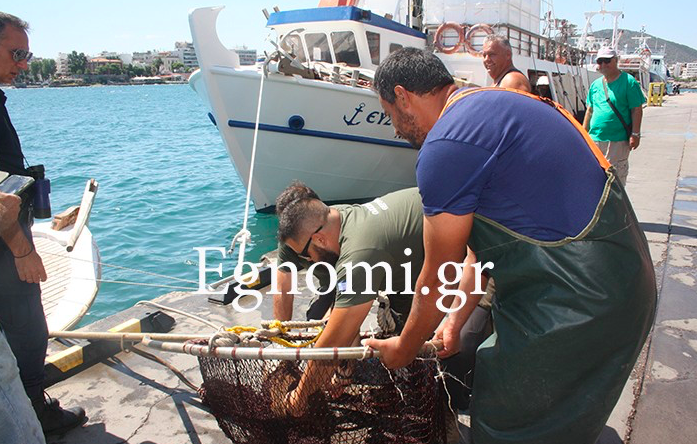 Χαλκίδα: Έσωσαν αγριογούρουνο στη θάλασσα! [βίντεο]