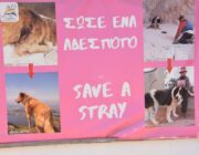 Δημόσια έκκληση Ολλανδών τουριστών για βοήθεια στο καταφύγιο αδέσποτων ζώων Ark!