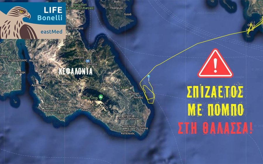 ALERT: Σπάνιος σπιζαετός με δορυφορικό πομπό στη θάλασσα!