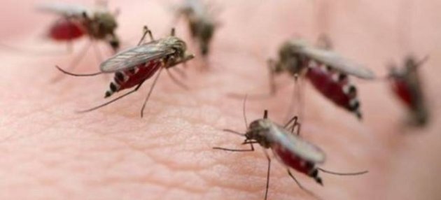 Σας τσίμπησε κουνούπι; 10 φυσικοί τρόποι για να ανακουφιστείτε άμεσα
