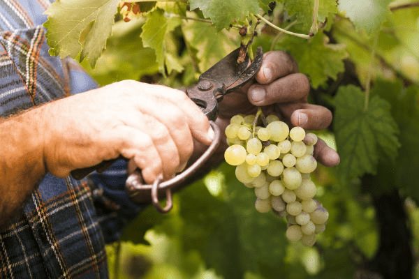 Γιορτή τρύγου και μουσταλευριάς 2022