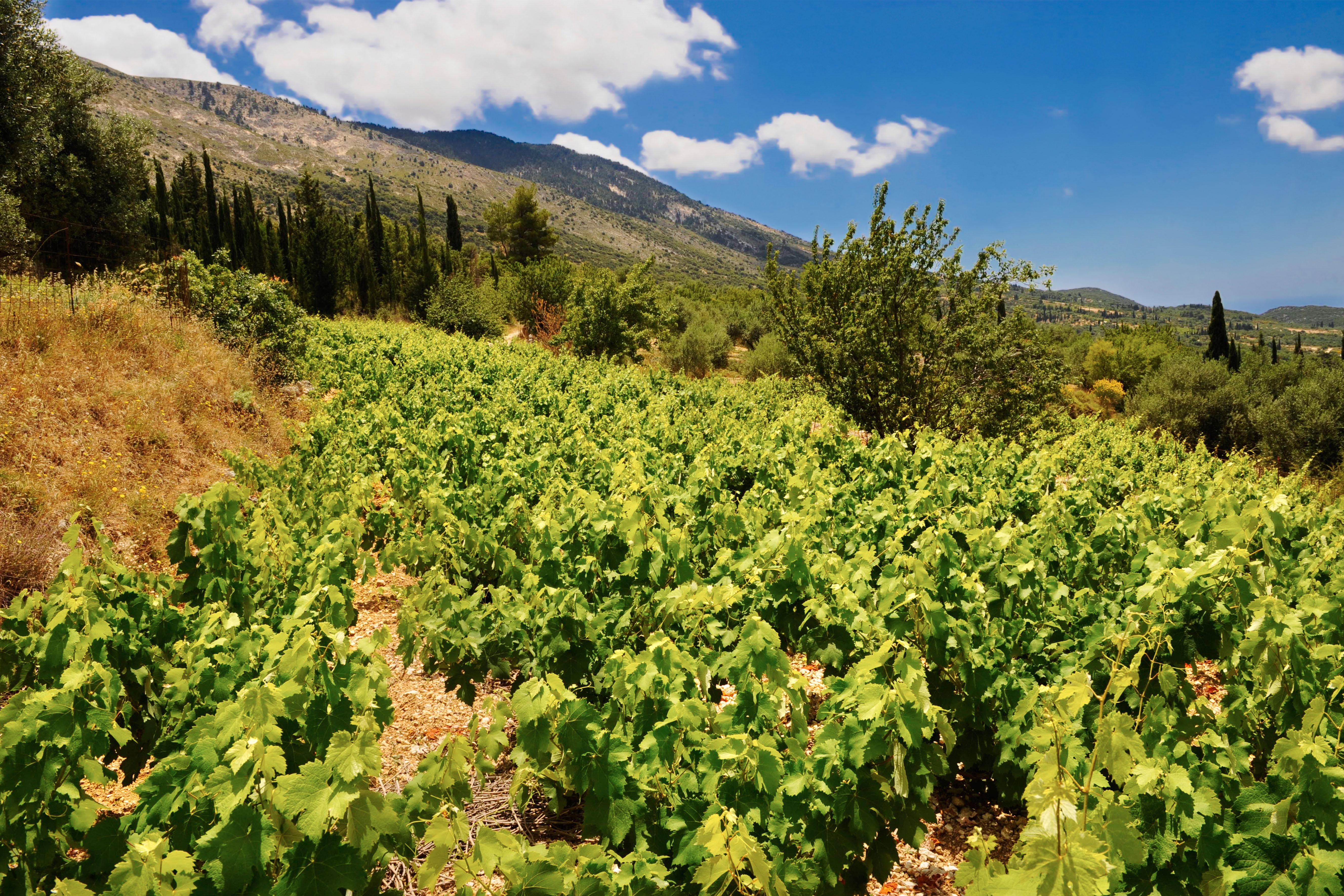 Vineyards in Cephalonia