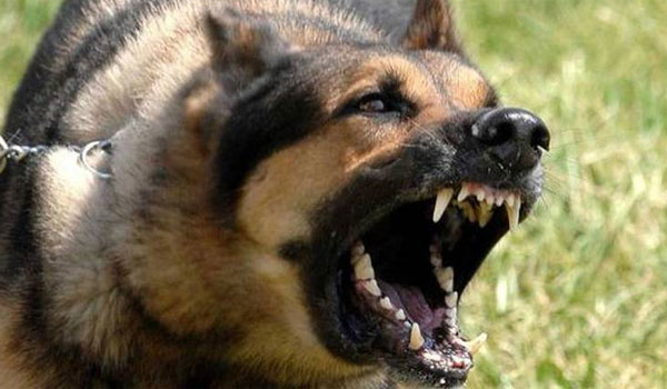 Καλαμάτα: Σε κατάσταση σοκ νοσηλεύεται η 34χρονη που δέχτηκε επίθεση από αγέλη σκύλων