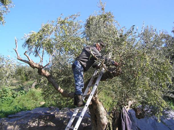 Ε.Α.Σ.: Η ΕΝΩΣΗ στηρίζει δυναμικά τον ντόπιο Ελαιοπαραγωγό