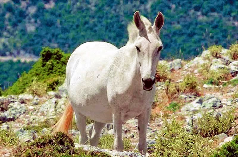 Καταγραφή και σήμανση ιπποειδών