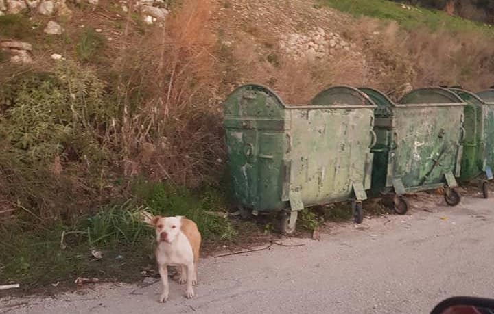 Παρατημένο εδώ και 2 μέρες σε κάδους σε χωριό έξω απο το Ληξούρι [εικόνες]