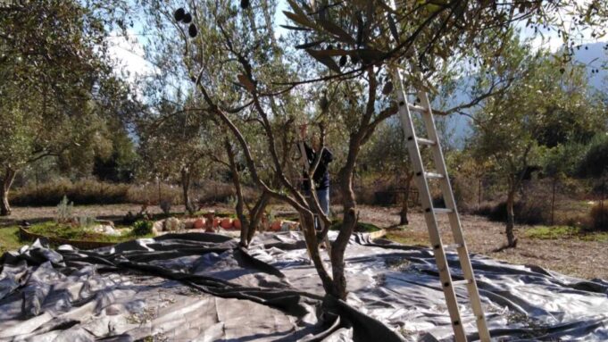 Ξεκίνησε και φέτος το λιομάζωμα στα Πουλάτα (εικόνες)