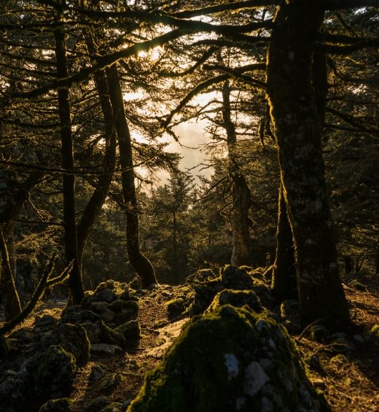 21 Μαρτίου: Παγκόσμια ημέρα δασοπονίας