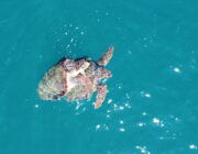 Οι θαλάσσιες χελώνες χρειάζονται τη βοήθεια μας