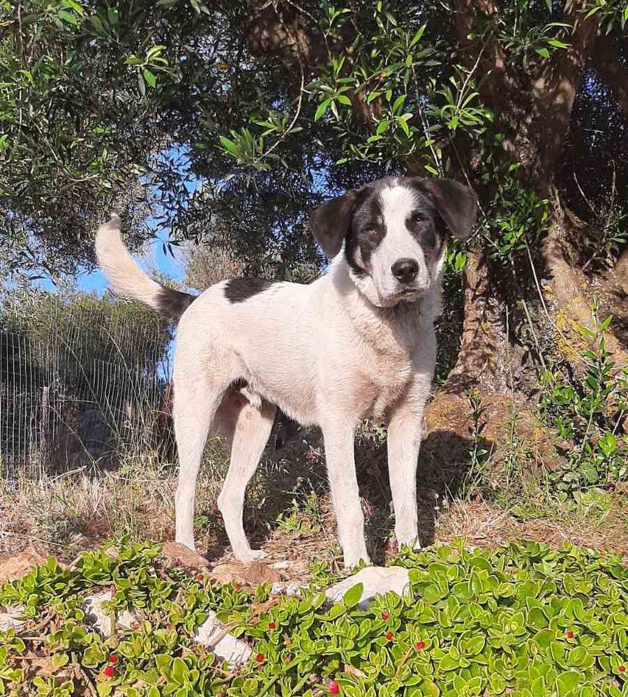 Προσπάθεια δηλητηρίασης οικόσιτων σκύλων στην Έρισσο