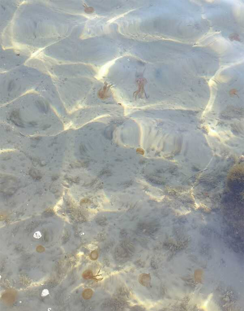 Μωβ μέδουσες: Οι πρώτες καταγραφές για το 2023 στις ελληνικές θάλασσες και τι περιμένουμε φέτος