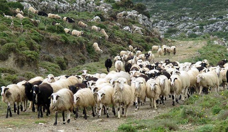 Οι δικαιούχοι κτηνοτρόφοι για επιδότηση