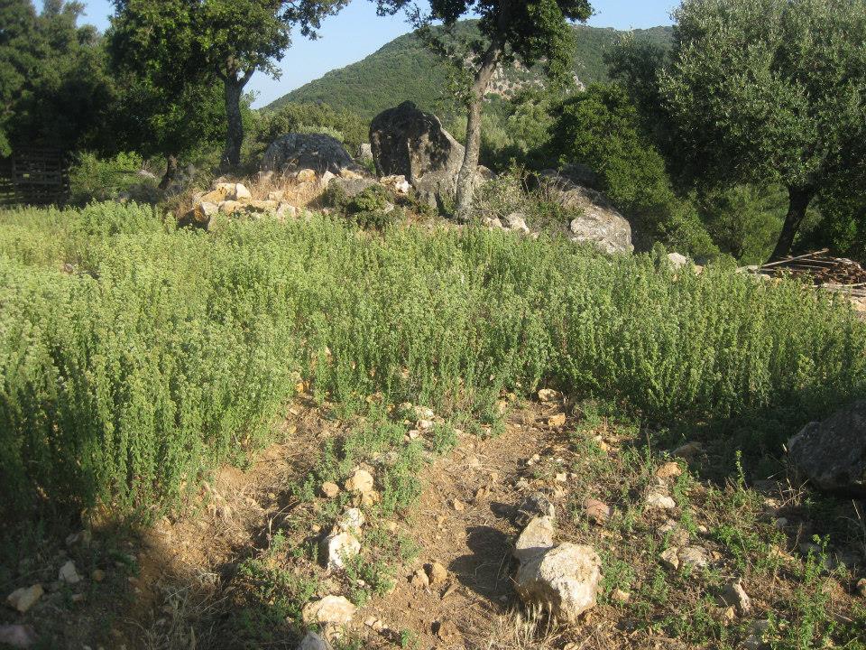 Διοργάνωση θεματικής εκδρομής συλλογής Ρίγανης από τον Ο.ΦΥ.ΠΕ.Κ.Α.