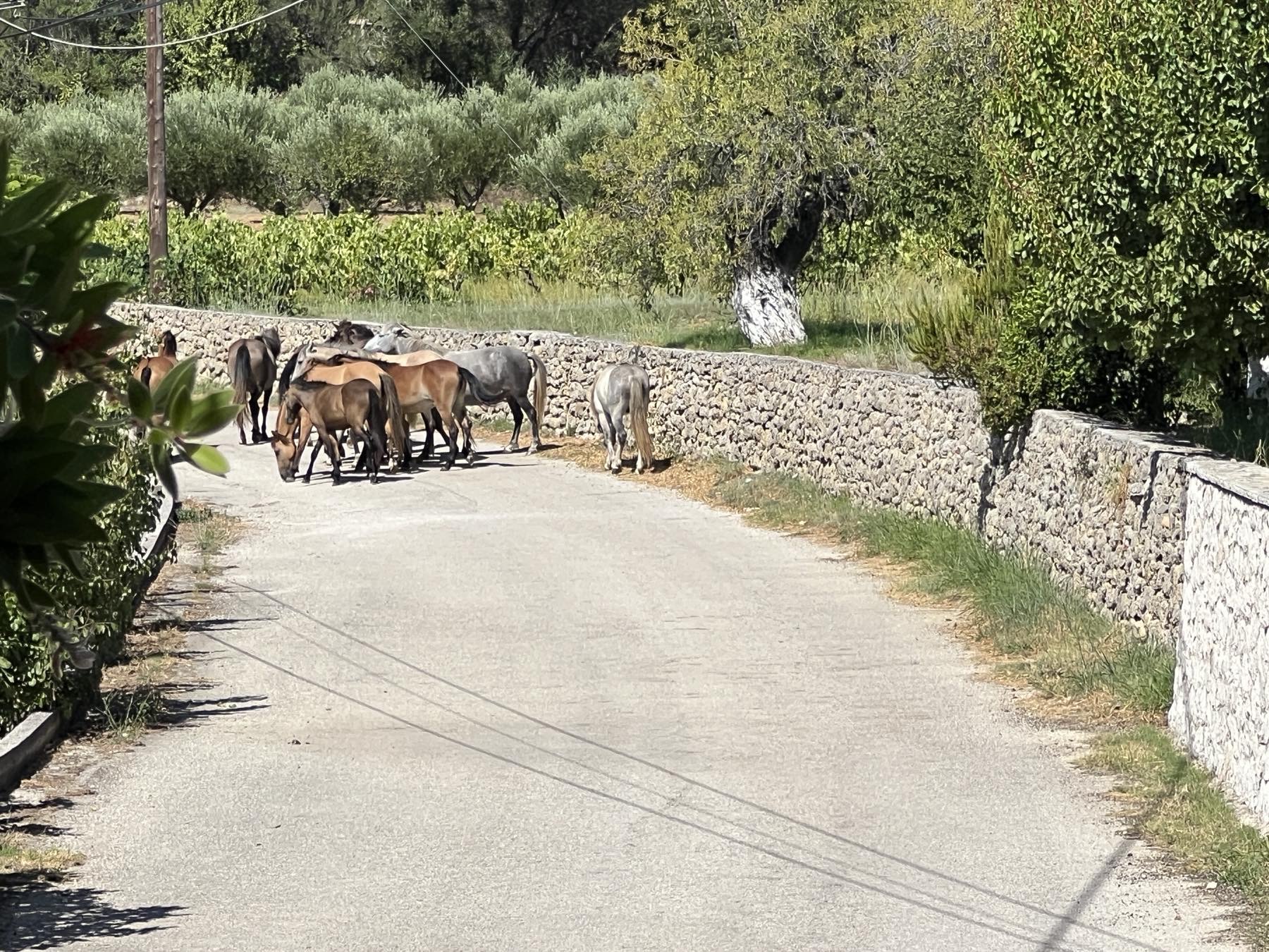 Ανεξέλεγκτη η κατάσταση με τα άγρια άλογα του Αίνου στον Ελειό  Ελλοχεύει κίνδυνος ατυχήματος