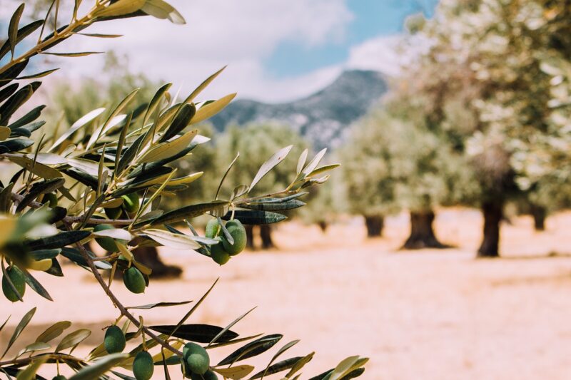 Ε.Α.Σ. : Σε εξέλιξη το φετινό λιομάζωμα