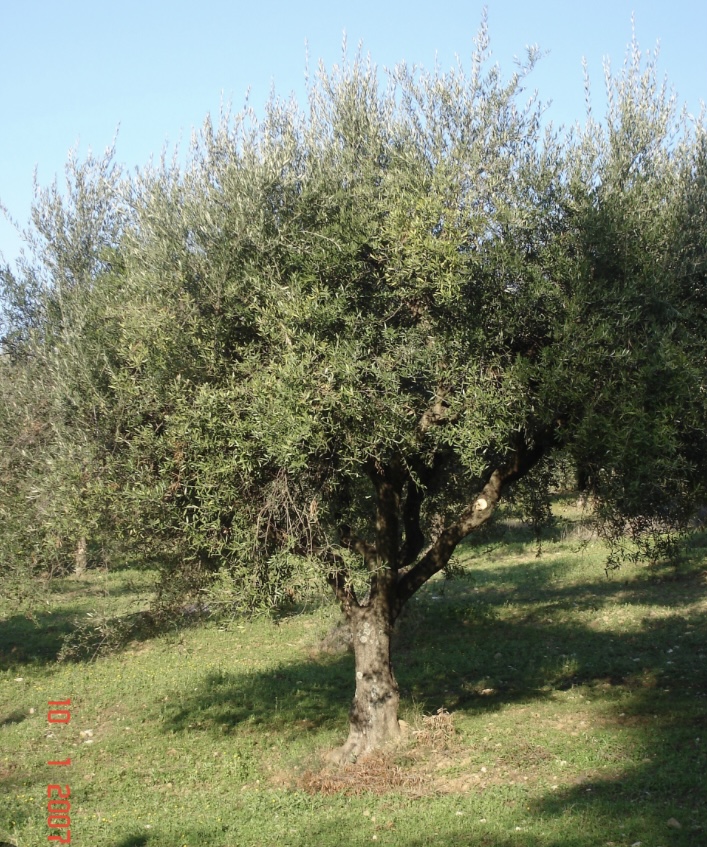 Ξεκινούν τα αγροτικά σεμινάρια από την Πολιτιστική Στέγη Τρωιανάτων