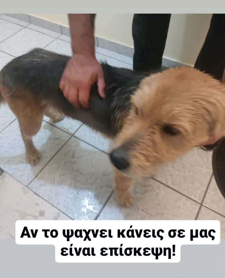 Βρέθηκε ένα όμορφο σκυλάκι στο Αργοστόλι -Το αναζητά κανείς; [εικόνες]