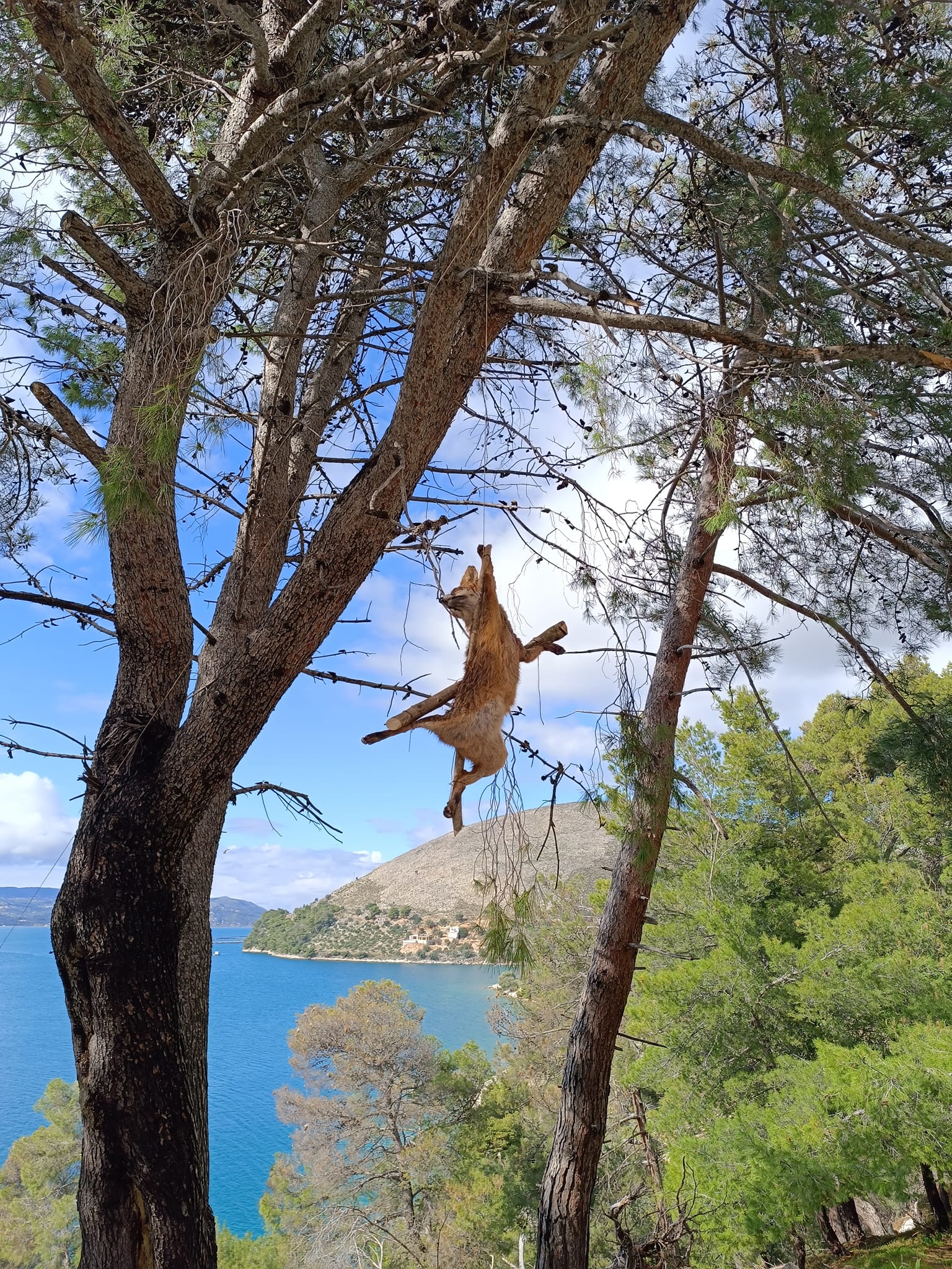Φρίκη προκαλεί νέα υπόθεση θανάτωσης ζώου στην Κεφαλονιά