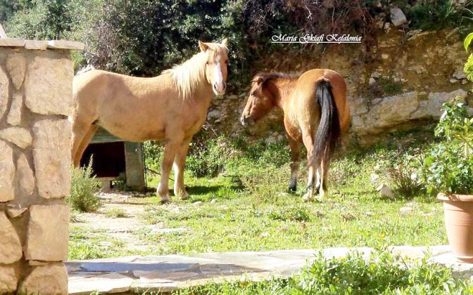 Λαϊκή Συσπείρωση: Ξεχάστηκαν τα άλογα του Αίνου από το κράτος