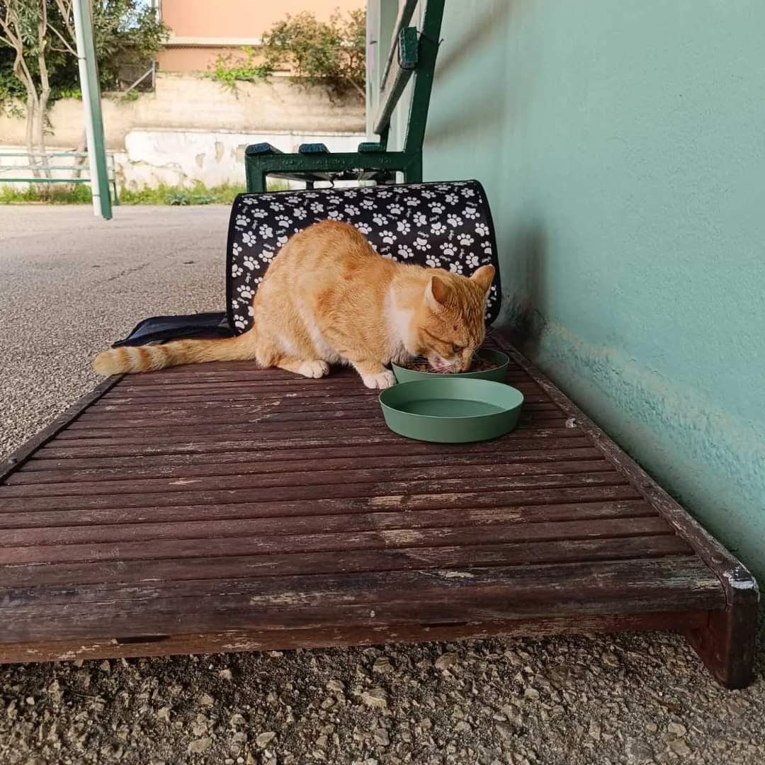 Το Νηπιαγωγείο και το Δημοτικό Χιονάτων γιόρτασε την Παγκόσμια Ημέρα των Αδέσποτων Ζώων! [εικόνες]