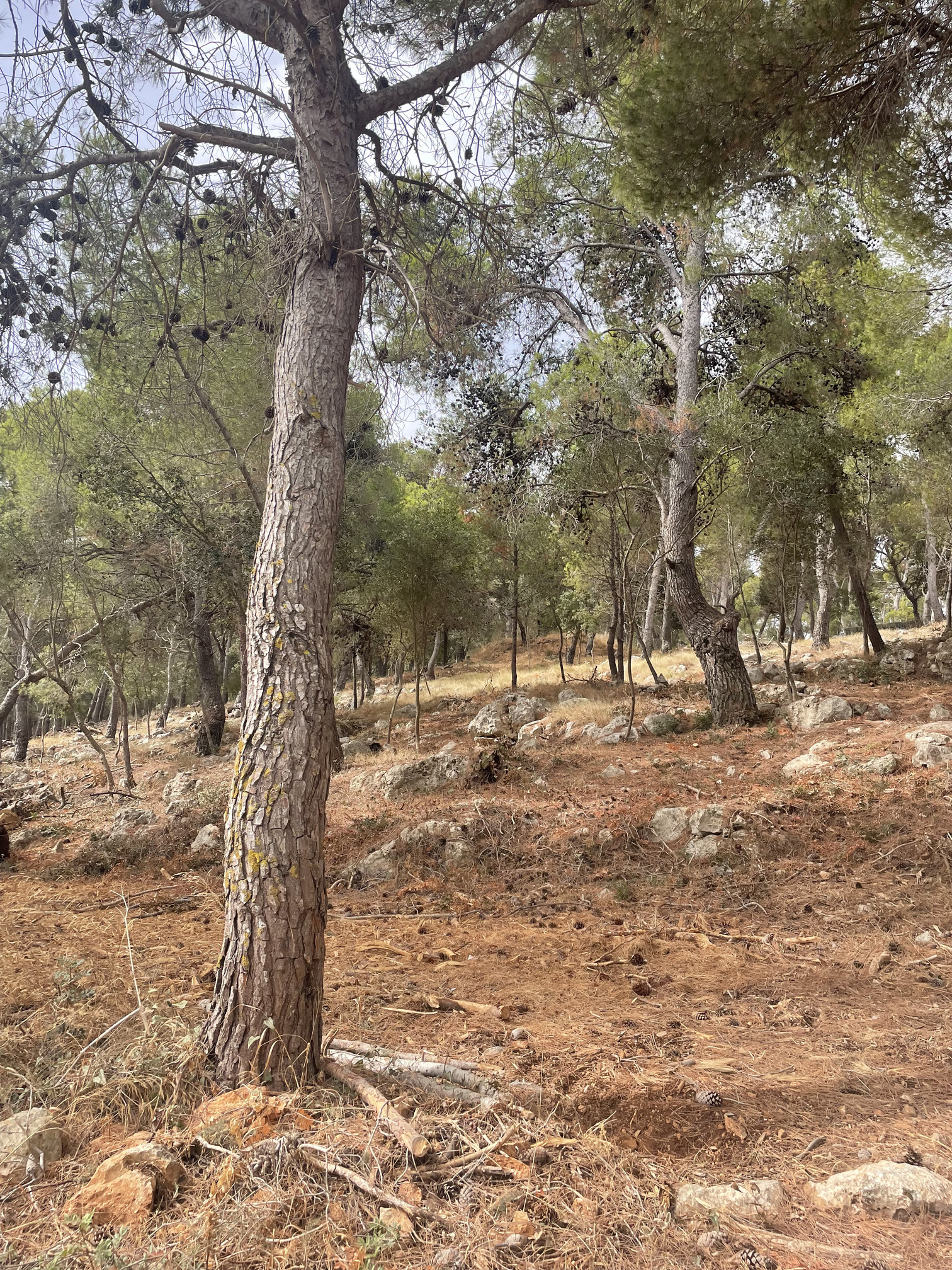 Παναγής Καππάτος – Σε πλήρη εξέλιξη οι καθαρισμοί δασών στην Κεφαλονιά