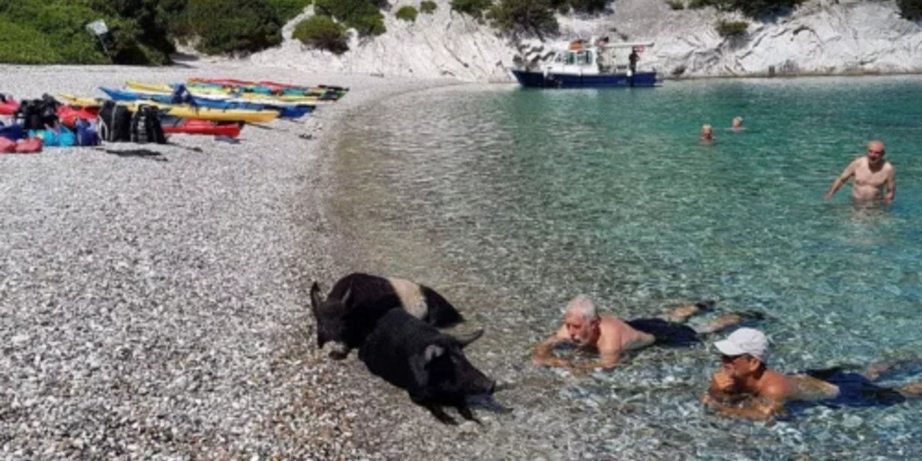 Το ελληνικό νησί που τα γουρουνάκια κολυμπούν κάθε μέρα στη θάλασσα [βίντεο]