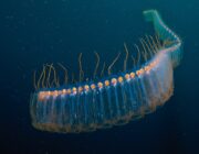 “Υποθαλάσσιες πολυμορφίες” / “Underwaterdiversities